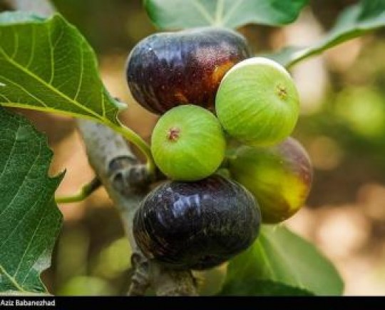 خواص و فواید معجزهآسای انجیر ؛ جلوگیری از پیری زودرس تا پیشگیری از سکتههای مغزی و قلبی